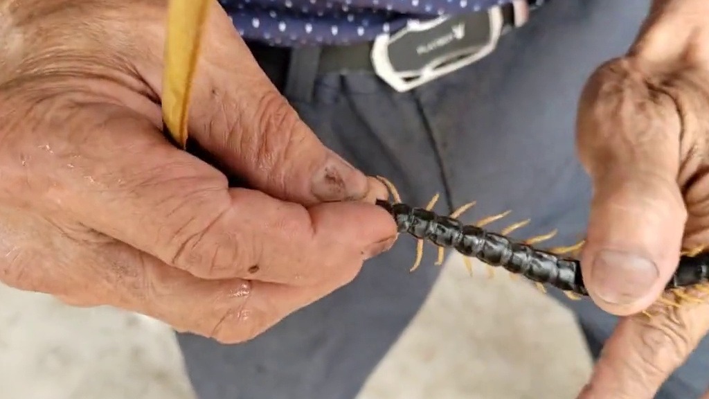 蜈蚣：遇见你这辈子直了