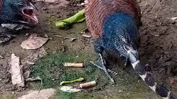 撑死胆大的饿死胆小的