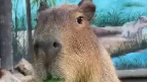 卡皮巴拉吃个东西是信号不好吗？