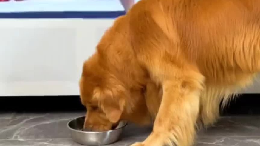 这一下真把狗狗给气坏了