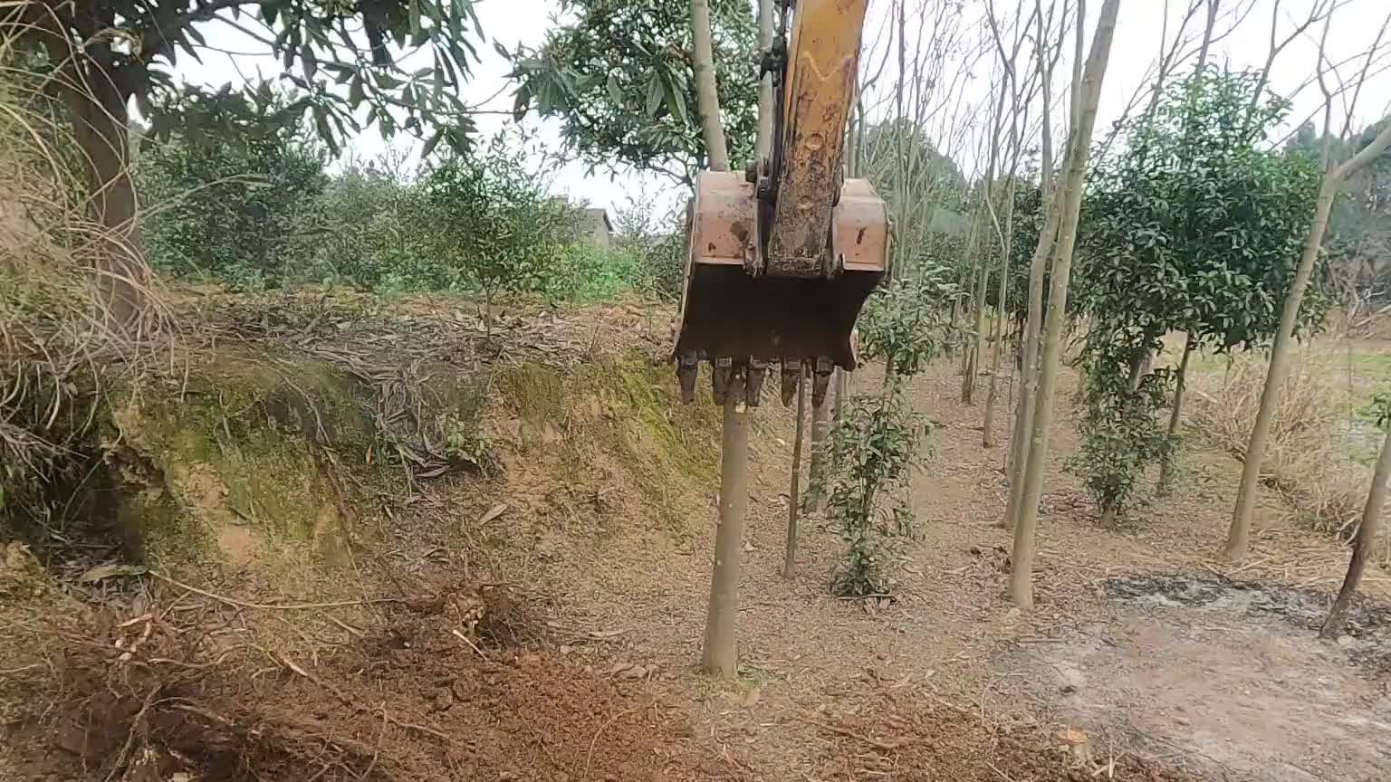 十年前这种树很值钱，现在送给别人当柴火都没人要。