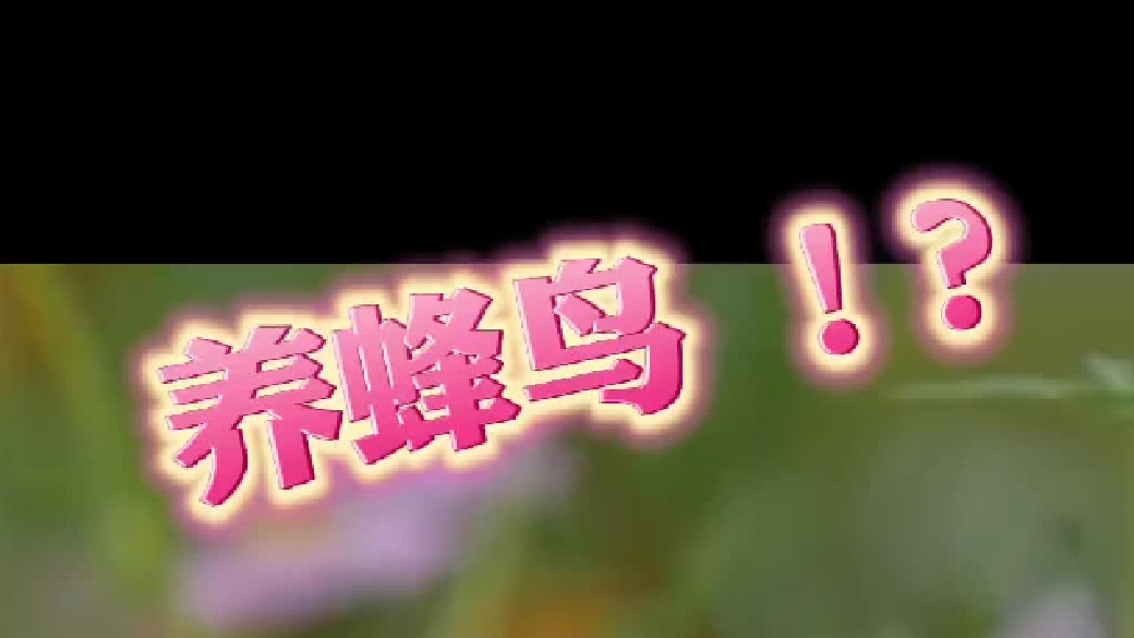 蜂鸟的平替！体验养蜂鸟的感觉～