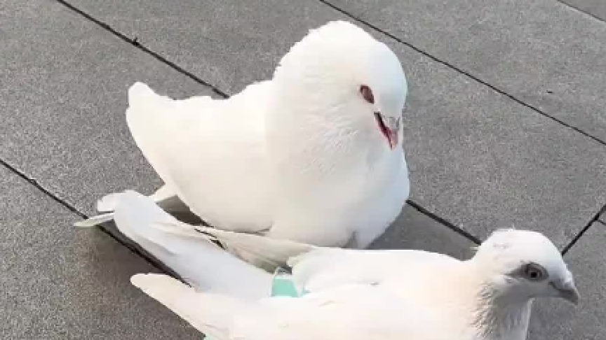 所以它到底是搞不清自己的性别还是有什么特殊癖好？