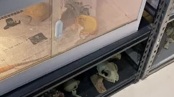 鬃狮之间的交流