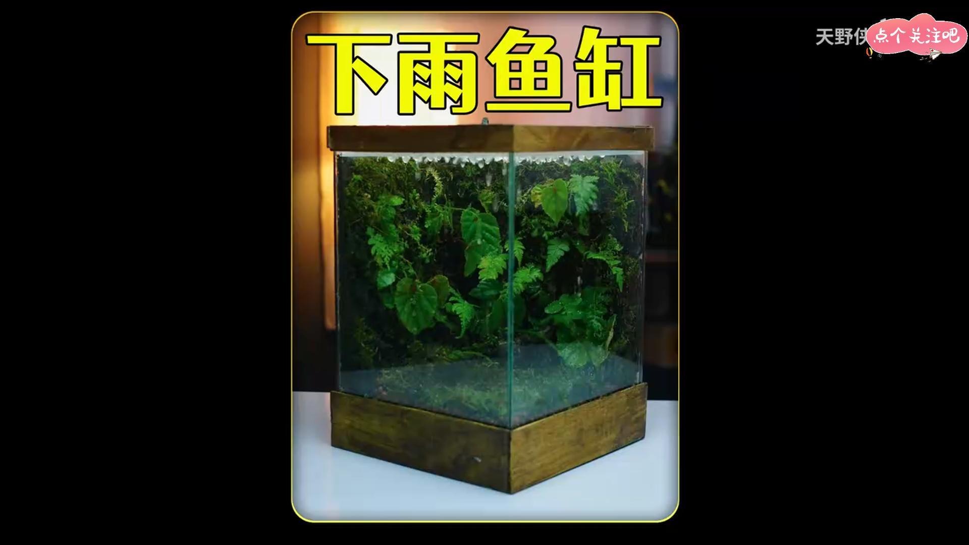 沉浸式开缸，打造一个会下雨的生态缸，这个创意值几分？