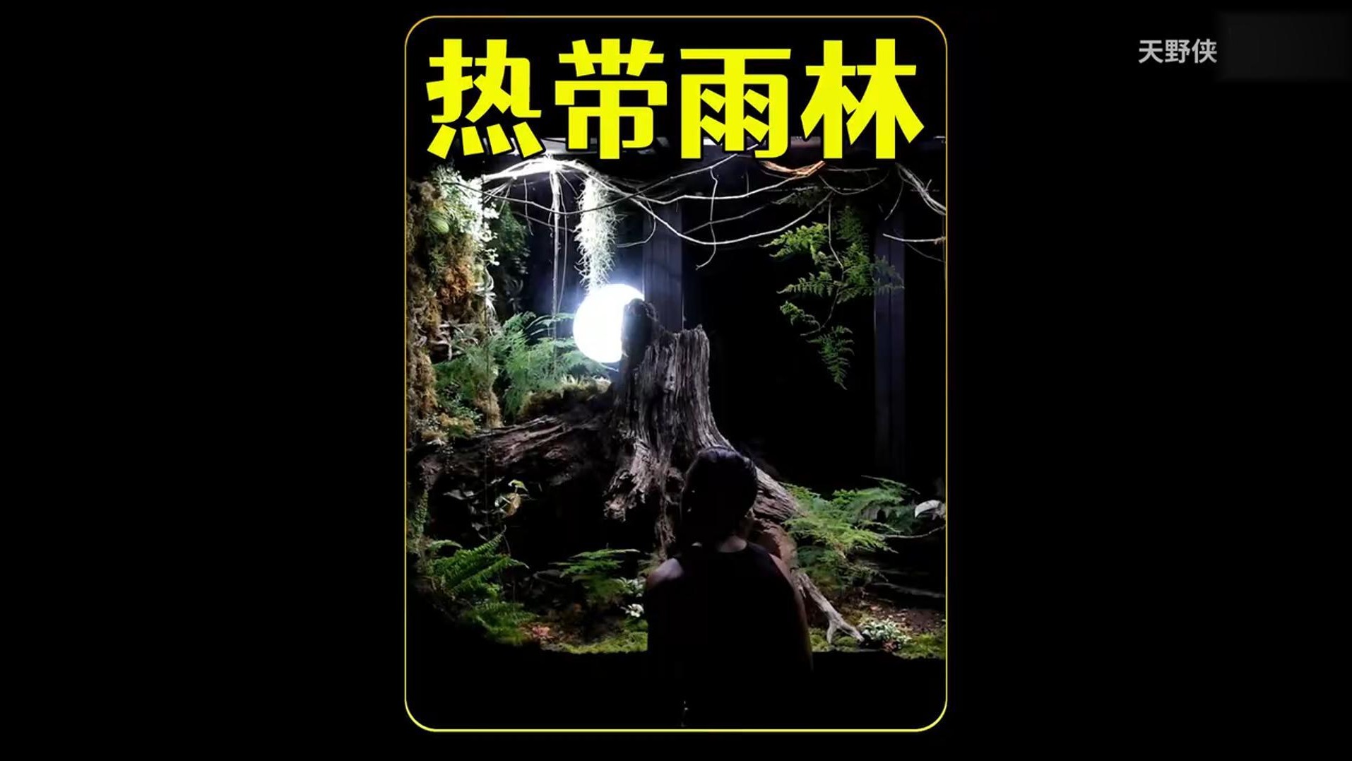 耗时120天，打造一个超大的热带雨林生态系统，太有趣太好玩！