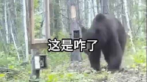 “黑熊”把镜子摔了 这是为什么