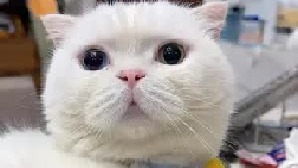 咱们斯基其实不傻，就是有点呆