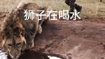 你敢摸“狮子”屁股吗