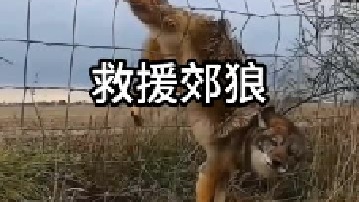 “郊狼”被铁丝网困住 遇好心人救助