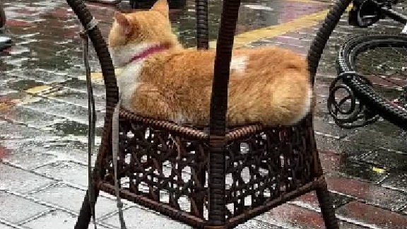 3888 在广东，小猫咪也很讨厌下雨