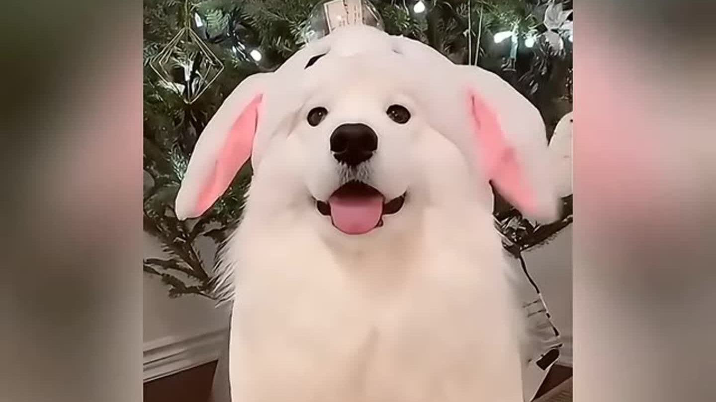 看土味视频品百味人生盘点那些可爱的狗子。