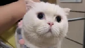 养蒜头猫可能没有你们想象的那么美好