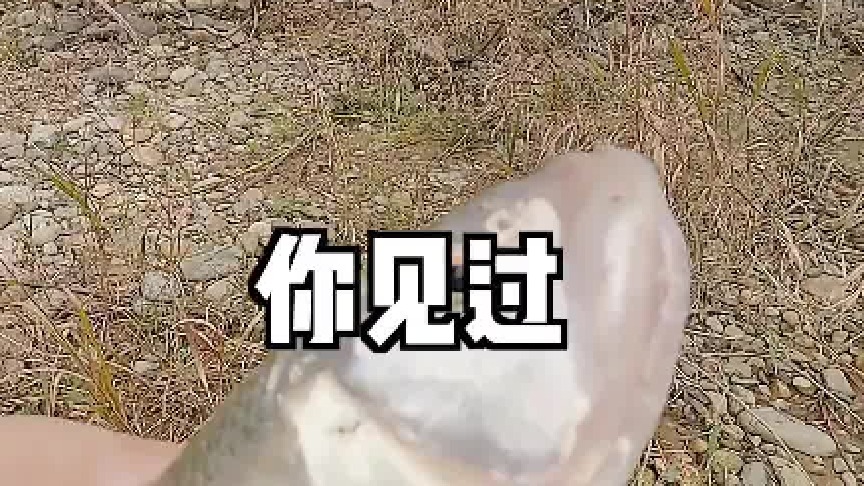 每个人小时候都逮过这种鱼，但是你们肯定没见过这么大的！