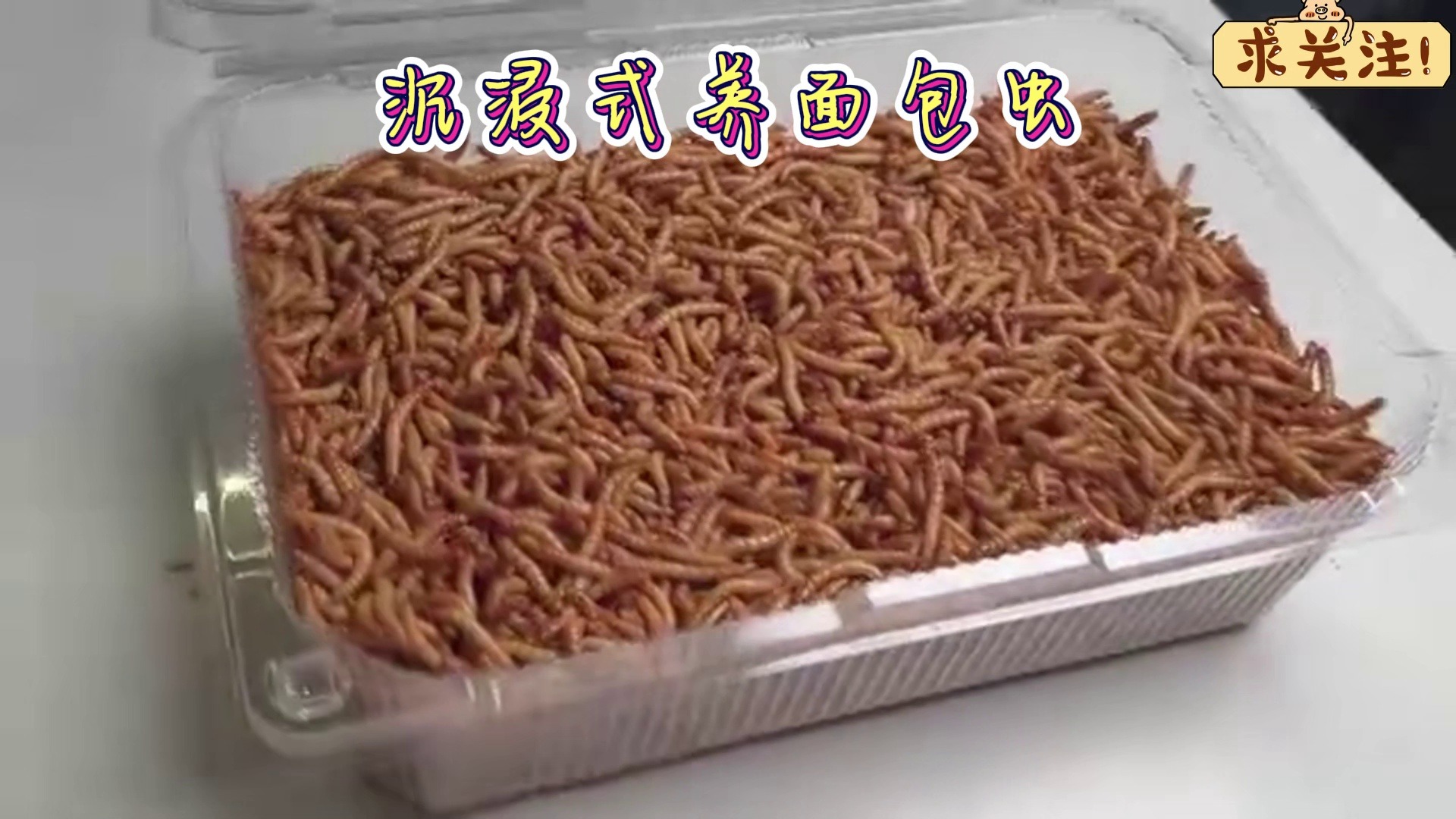 沉浸式养面包虫，当我把脚放进2万只面包虫里时，有趣的事发生了