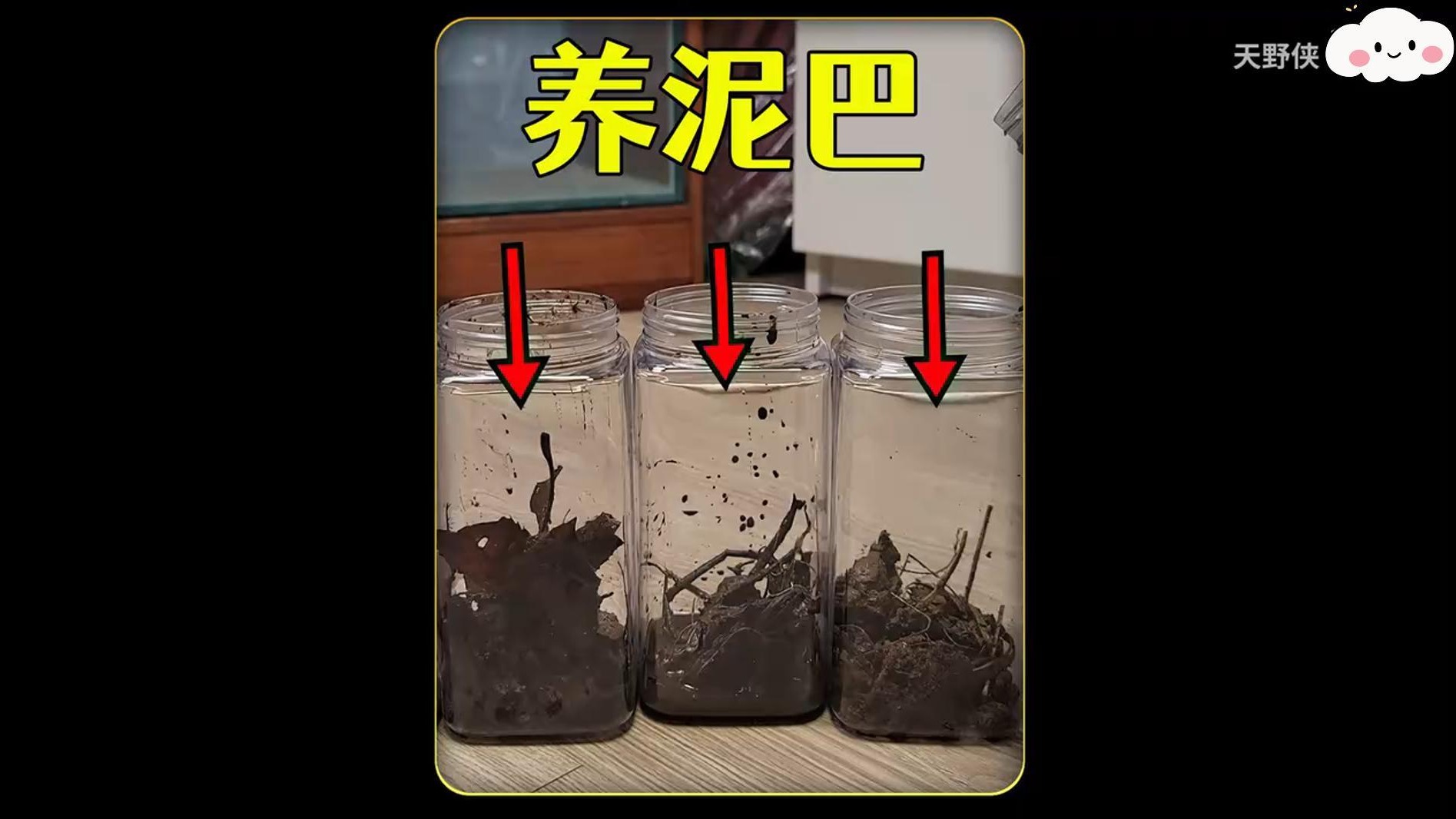 沉浸式养泥巴，把公园小溪和稻田里的4种泥巴加上水，神奇的事发生了