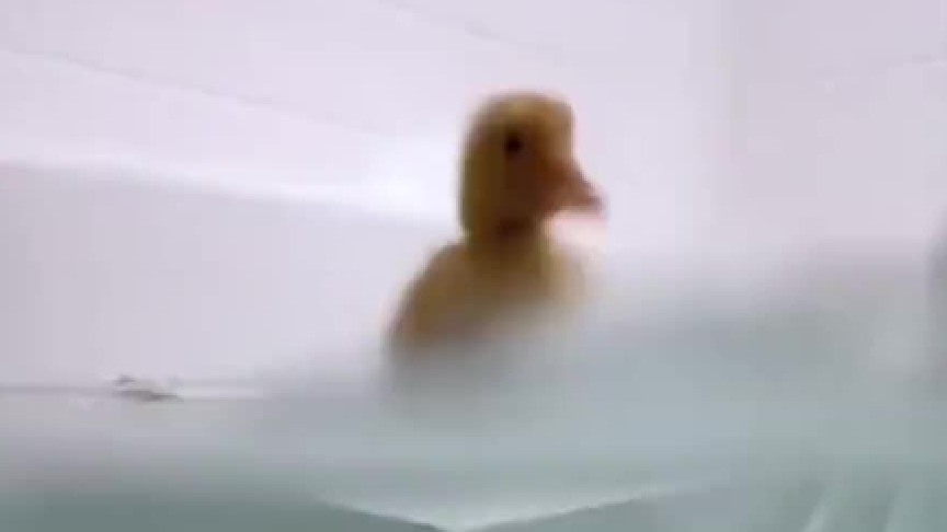 养小鸡小鸭一定要养两只以上！这回我可是吸取教训了