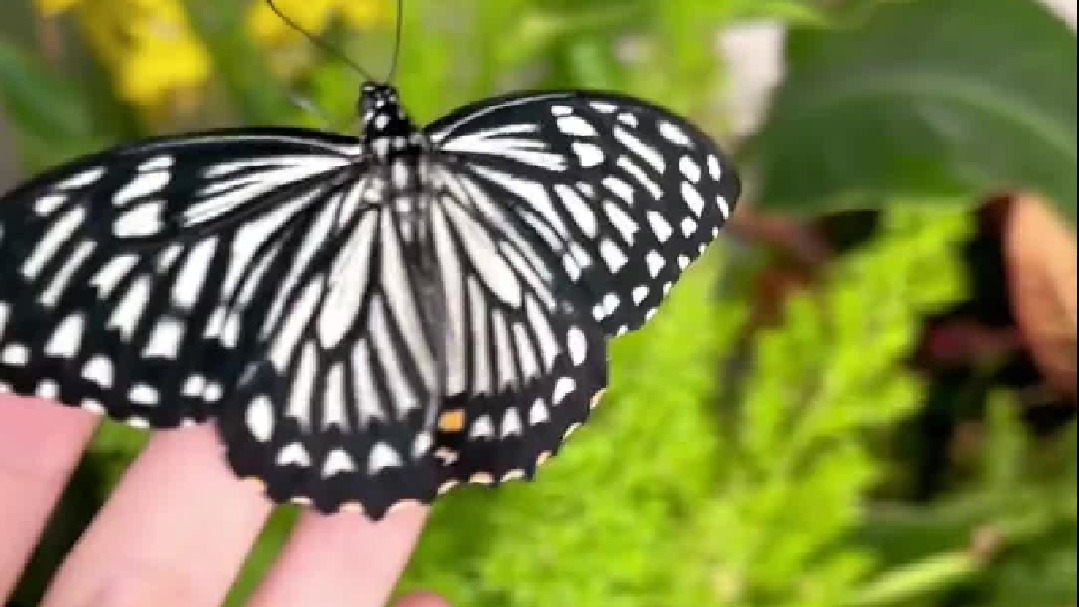 又到了孵化蝴蝶的时候了！激动人心的蝴蝶蛹开箱时刻