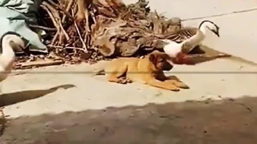 狗：好鹅不上身