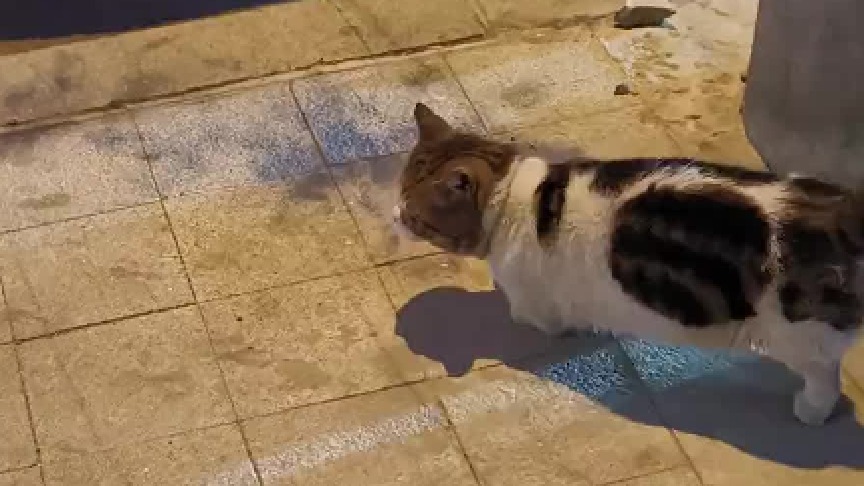 谁的猫？我不管你是弃养的还是猫自己跑出来的，现在就把它带回家！他蹭的很黑，很狼狈！快点儿带回家！