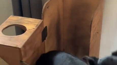 会自己上小桌桌吃饭的狗狗，好乖哦