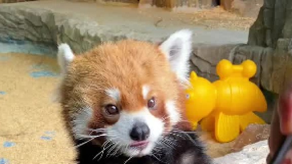 当小熊猫第一次吃西瓜 好可爱好可爱好可爱！！