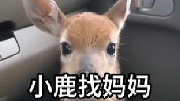 小鹿好像跟妈妈走丢了 希望被温柔以待