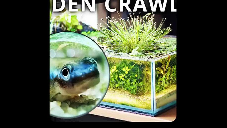 上帝视角建造鱼缸生态系统