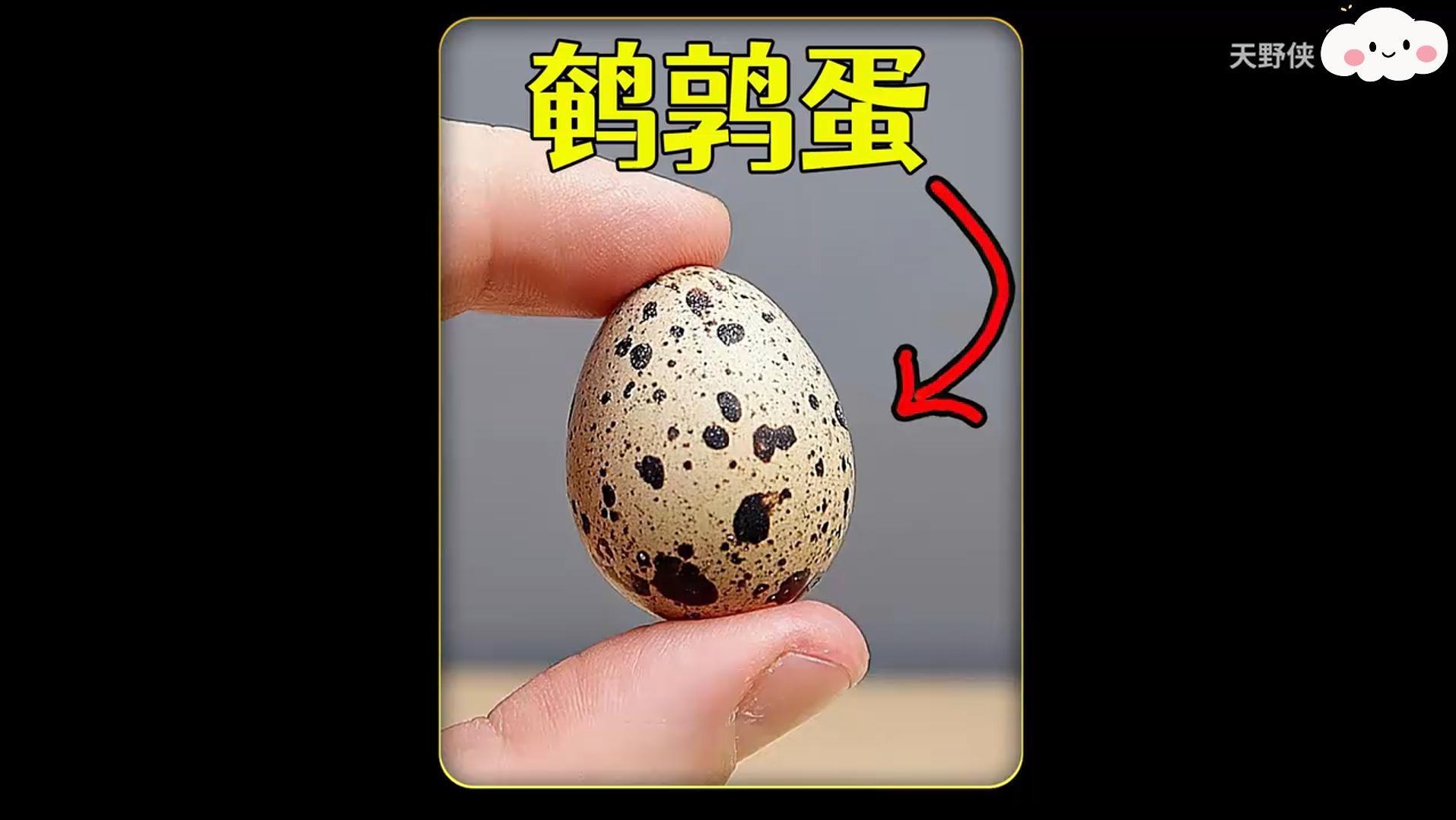 耗时60天，孵化超市买来的60个鹌鹑蛋，这过程太难了