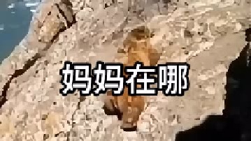 小熊能找到妈妈吗