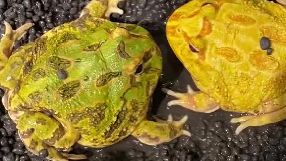 快乐的小缸里有8只小青蛙