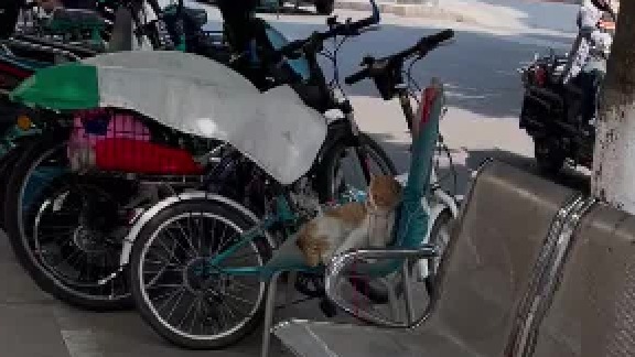 猫猫：脸盘子就是被你们这么捏大的