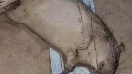 老鼠出门没看黄历，碰见你个活阎王