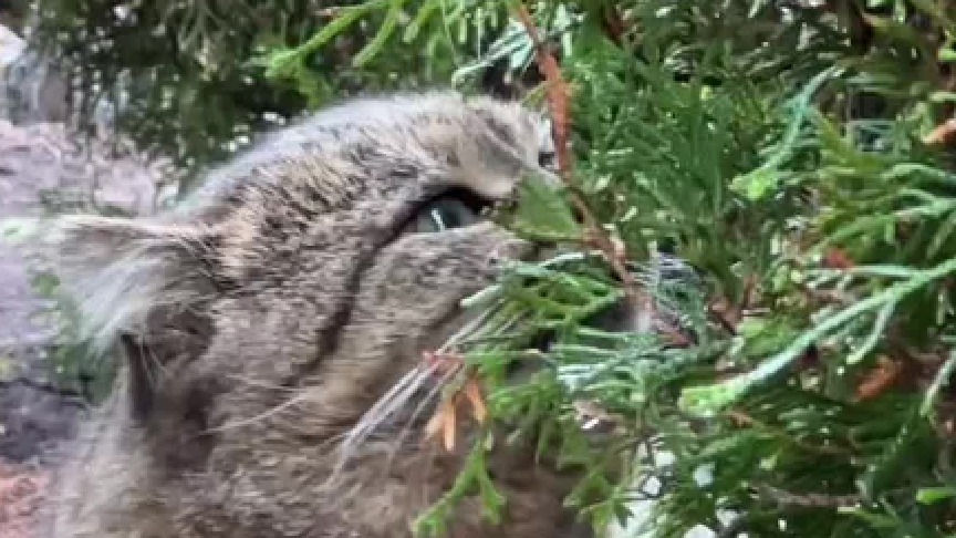 面有虎相的猫咪，好霸气的感觉