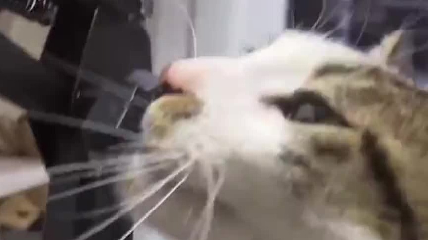 猫咪差点给自己拔了个牙，猫：差点牙没了，主人：差点钱没了