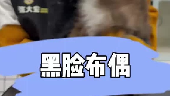 日常洗护布偶 重点色布偶 破相了