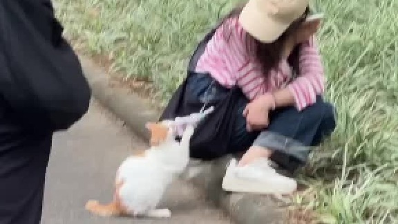 谁懂啊，逛个公园被小猫猫打劫了