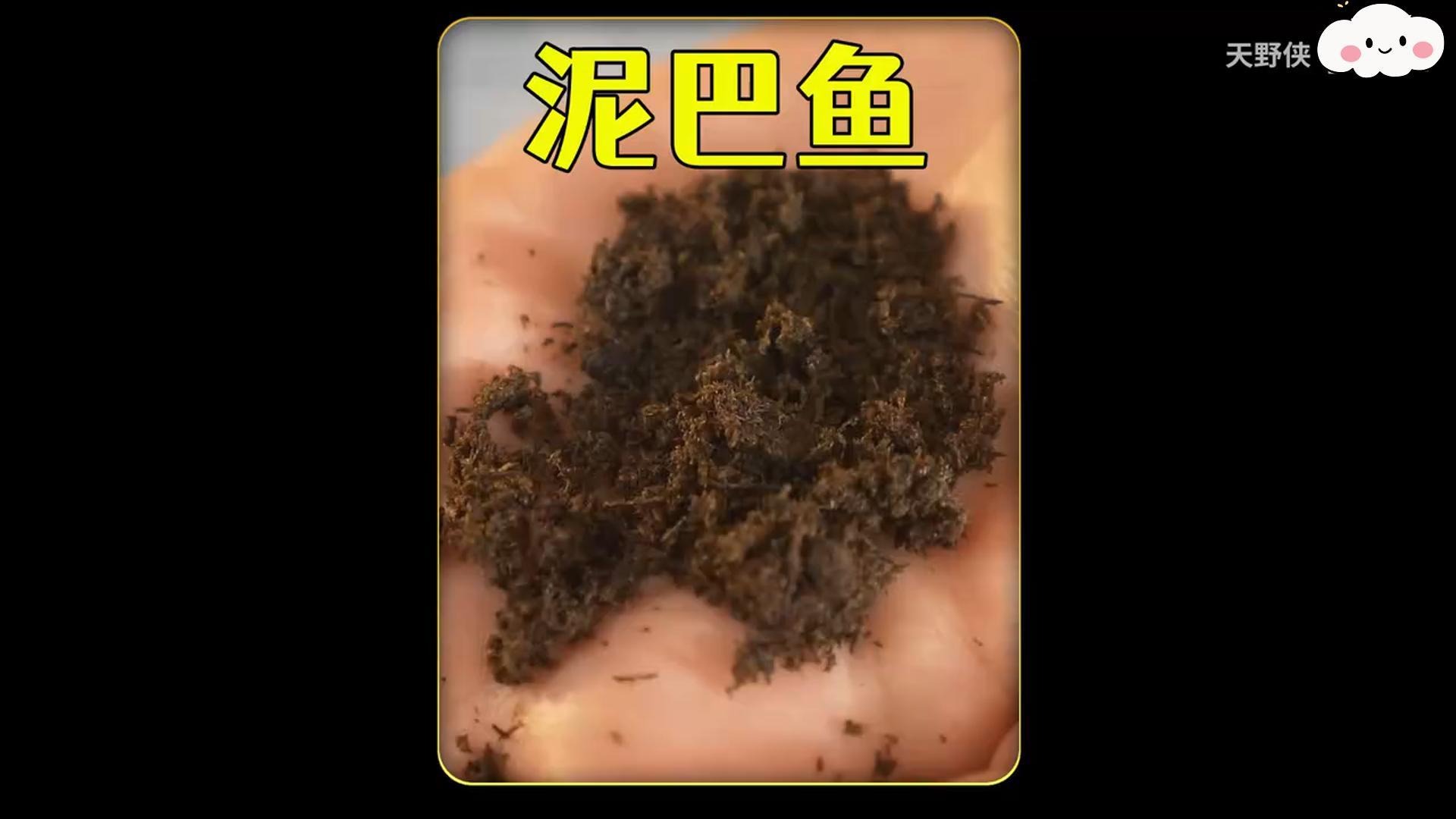 耗时75天，孵化泥巴里的鱼卵并把它们养大，这有点神奇？