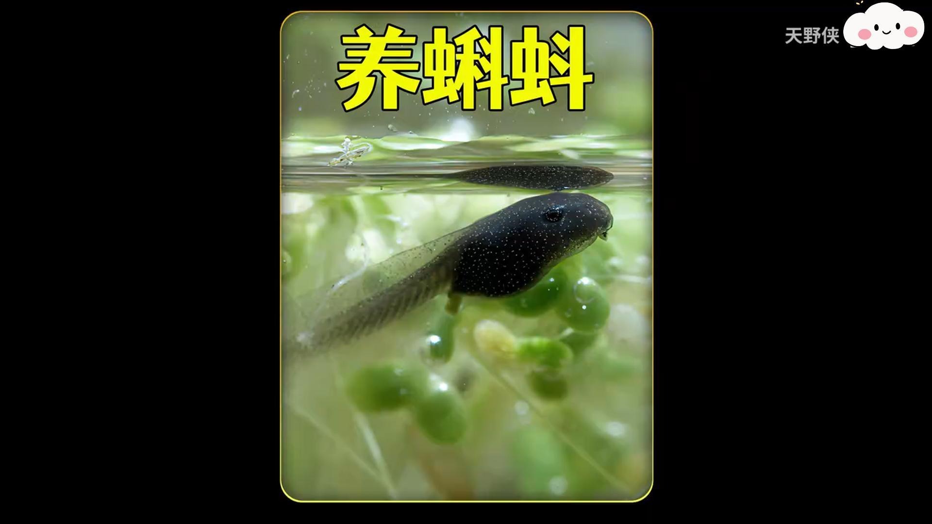 耗时200天，记录11只蝌蚪变青蛙的过程，想不到太难了