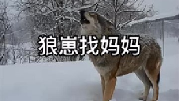 狼脱离队伍 寻找回家的路