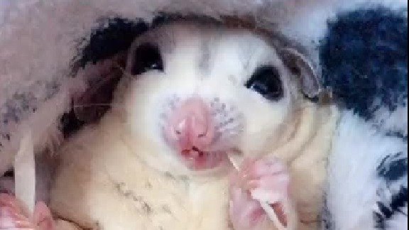 小宝宝的头出来了，不给看又躲回去了