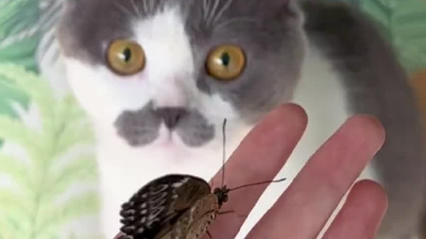 我的蝴蝶给了我点颜色看看…