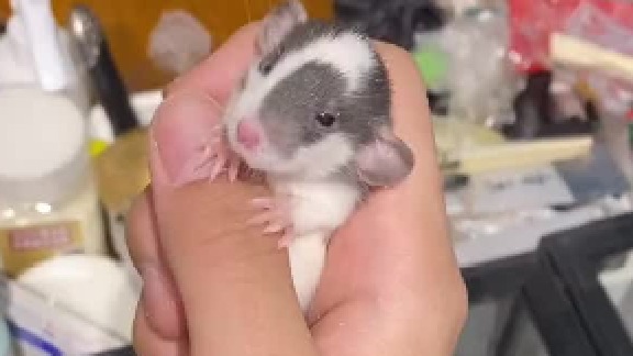 花枝鼠的产量很高，小时候真的可爱