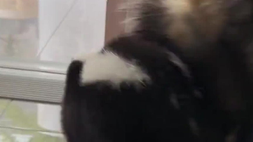 最近跨市昂鼬人气很高，我们不光会拟态，还是一只小可爱