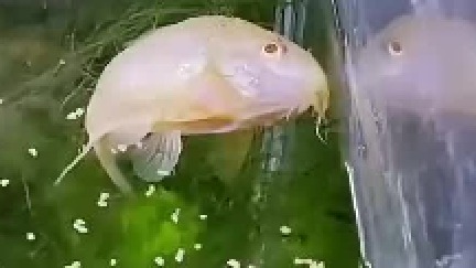 鱼界“奥斯卡”！老戏骨了