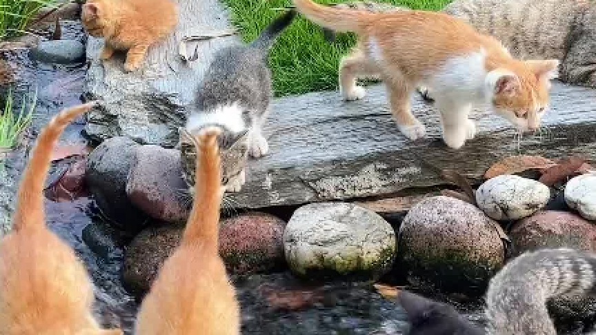 这得啥家庭有这样的花园，养这么多的小猫？