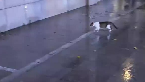 小猫尴尬的时候也会假装自己很忙