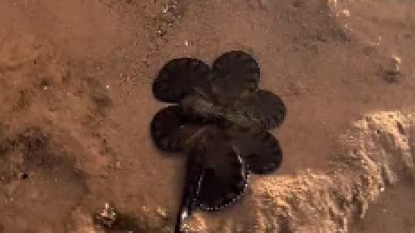 会喷水的小章鱼，把哈士奇都整懵了