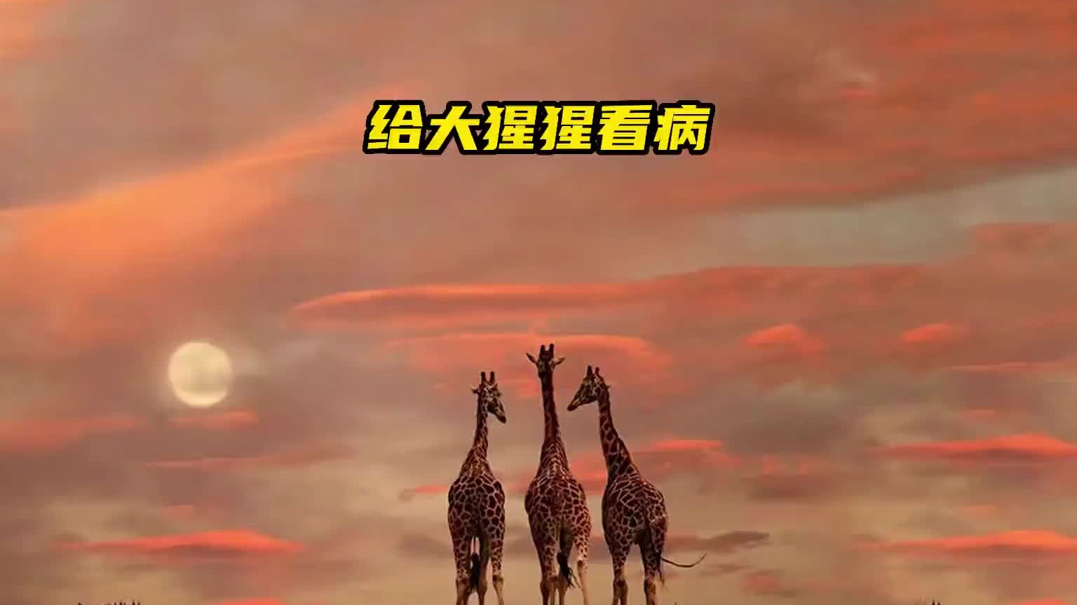 087给大猩猩体检是种什么样的体验？