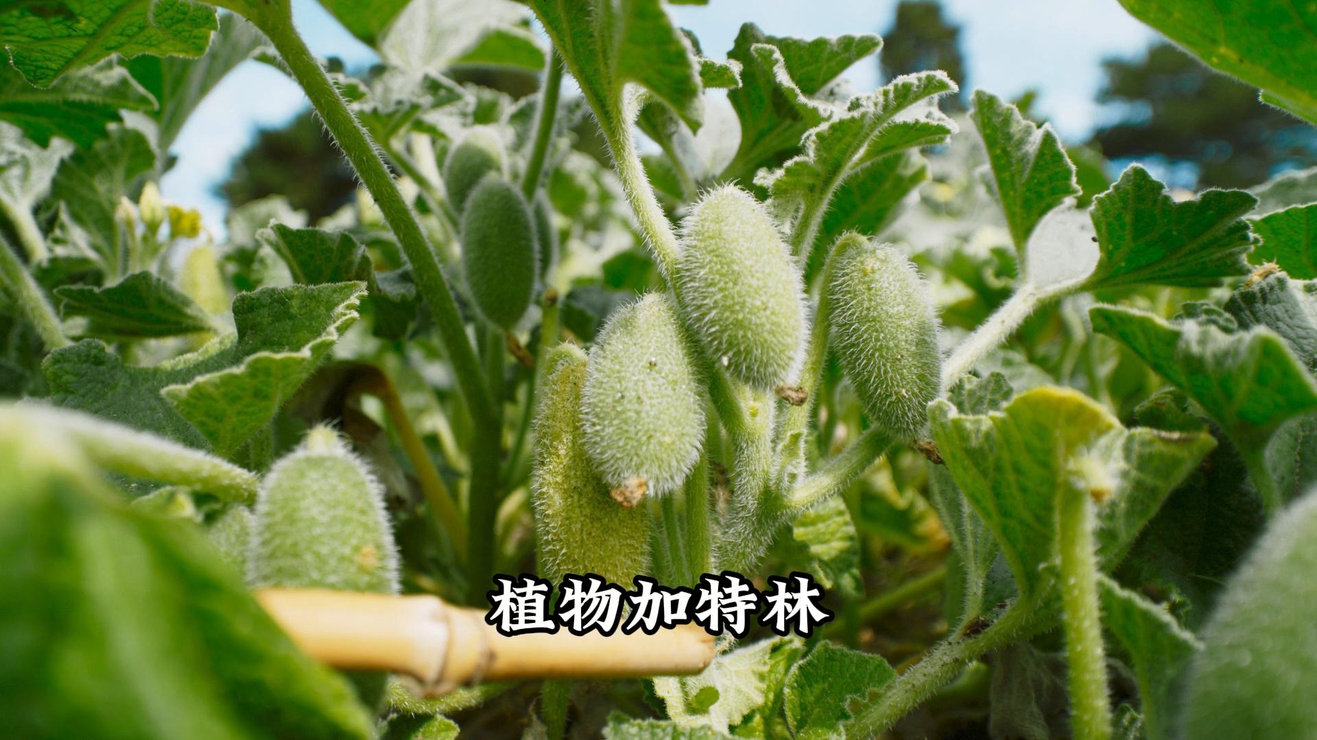 植物界的加特林